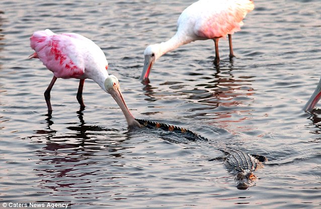 ������԰���ִ�����ʳ�������