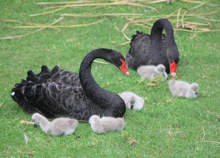 �̵㶯���������ͬ�������� ��Ȥ��