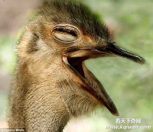 ������Ц���˵ĺ�Ц����